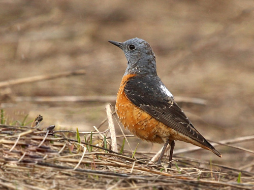 ϸ����� �������� �����